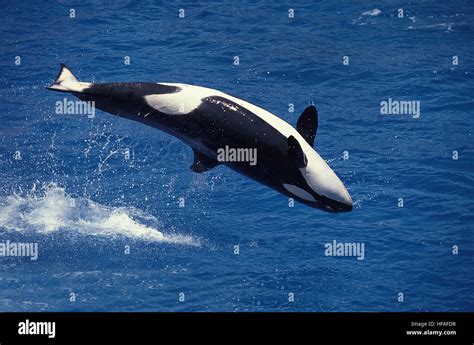 Whale breaching hi-res stock photography and images - Alamy