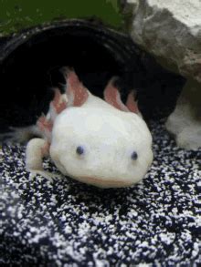 Axolotl GIFs | Tenor