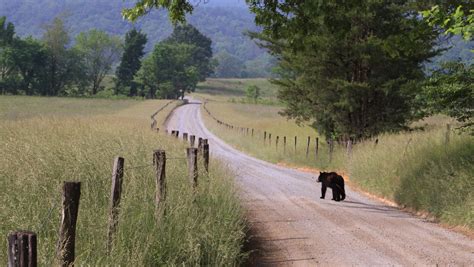 Cades Cove bear sighting goes viral on Facebook