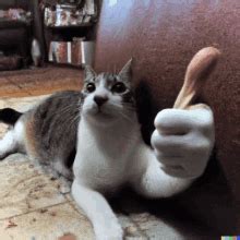 Cat Thumbs GIFs | Tenor