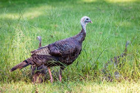 Hen. Turkey with Poults | Photography work, Animals, Photography