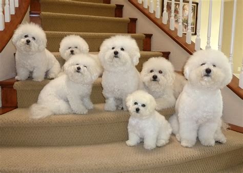 Gibb Bichons | Modern Dog magazine