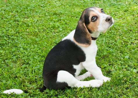 Beagle Puppies: Everything You Need to Know | The Dog People by Rover.com