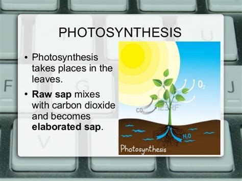 Plant nutrition