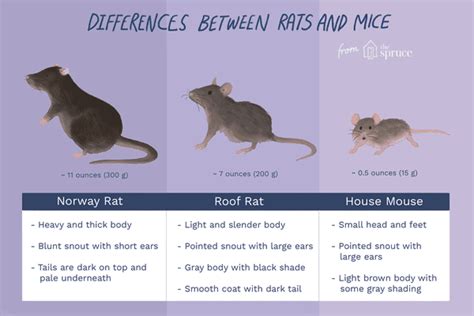 The Difference Between Rats and Mice and Why It Matters