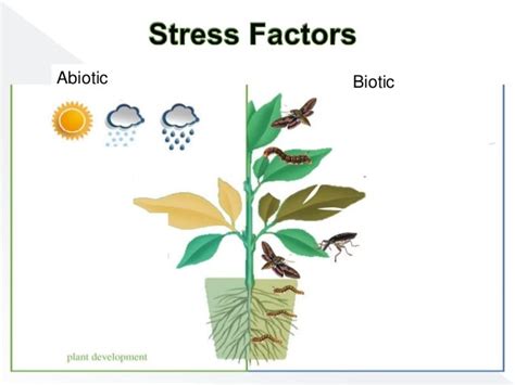 Abiotic stress classification and factors