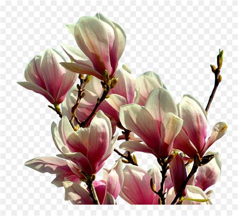 Magnolia, Tree, Flowers, Spring, Pink, Nature, Isolated - Magnolia Png ...