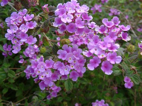 Lantana montevidensis