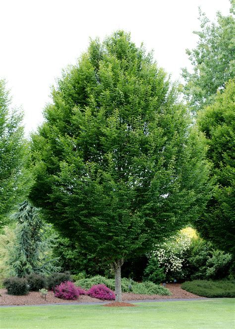 Carpinus betulus 'Fastigiata' Columnar European Hornbeam - Urban Garden Center