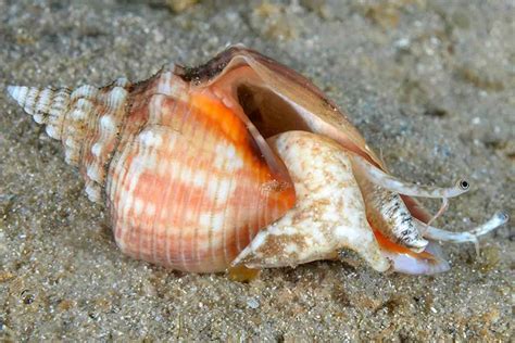 Fighting Conch Snail – Detailed Guide: Care, Diet, and Breeding - Shrimp and Snail Breeder