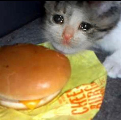 Sad Cat: Would you like to give me the only cheeseburger? thank you : r/sadcats