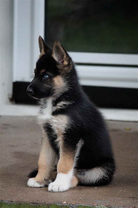 German Shepherd Husky Mix Temperament | PETSIDI