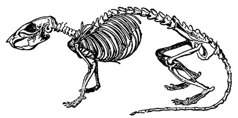 Rat Skeletal System Diagram | Quizlet