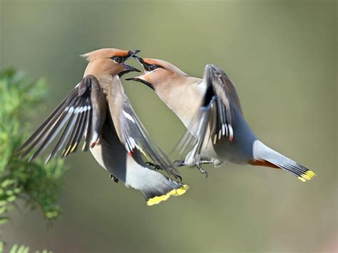 Bohemian Waxwing Bird Facts (Bombycilla garrulus) | Birdfact