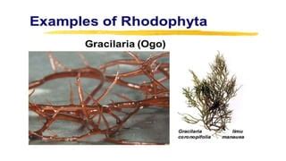 Rhodophyta Examples