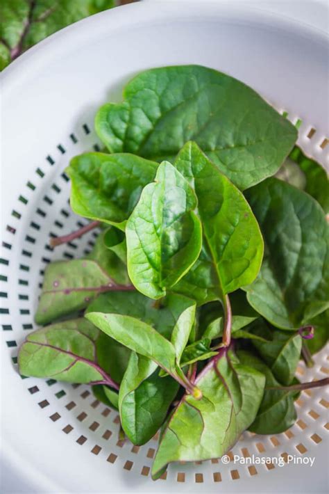 Alugbati (Malabar Spinach) - Panlasang Pinoy