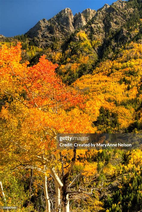 Fall Trees In The Mountains High-Res Stock Photo - Getty Images