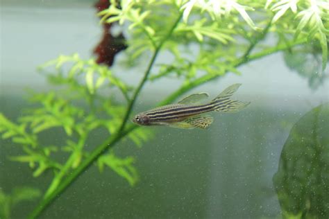 Zebra Danio: Care, Diet, Breeding – Fish Voice