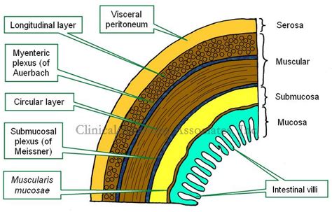 Histology Gi Tract Layers