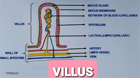 HOW TO DAW VILLUS DIAGRAM EASILY? STRUCTURE OF VILLI. - YouTube