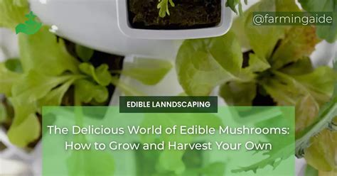 The Delicious World of Edible Mushrooms: How to Grow and Harvest Your Own