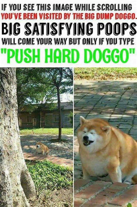 29 HECKIN FUNNY Doggo Memes That Will Keep You Borking All Day Long ...