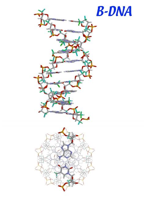 B-DNA