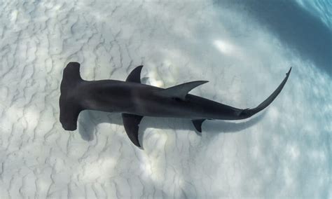 Discover The Largest Hammerhead Shark Ever Recorded - Wiki Point