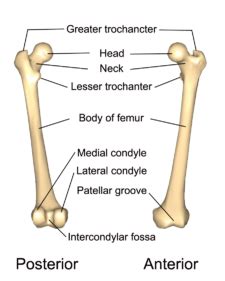 The lower limbs | Human Anatomy and Physiology Lab (BSB 141)