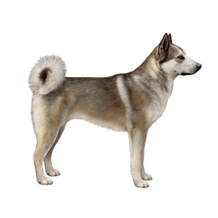 West Siberian Laika Facts - Wisdom Panel™ Dog Breeds