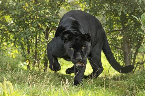 British ‘Big cat’ sighting: Beast ‘leaps 30ft through garden’ - Daily Star