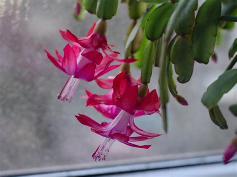 Tips For Caring For Your Christmas Cactus | Gardening | Blooming Secrets