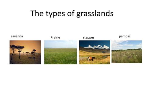 PPT - Grasslands PowerPoint Presentation, free download - ID:2603640