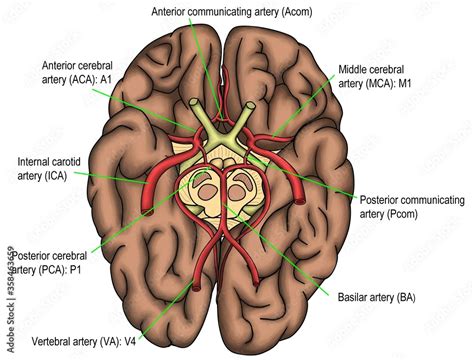 The anatomy of basal of brain shown the blood circualtion of brain and circle of Willis system ...