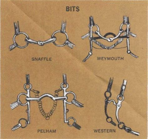 Bridles and Bits For Your Horse | Bits for horses, Bridles, Western bridles