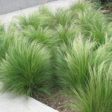 +39 That will motivate you ornamental grasses full sun - futthome | Grasses landscaping ...