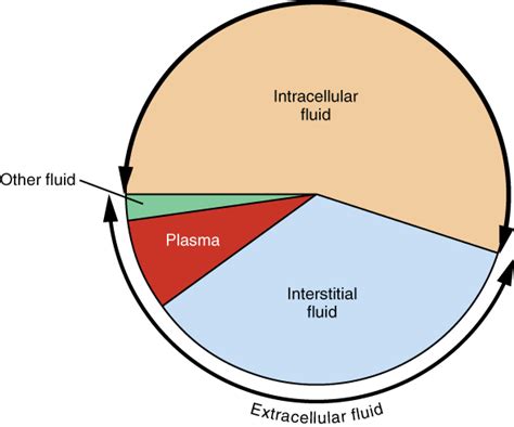 26.1 Body Fluids and Fluid Compartments – Douglas College Human Anatomy ...