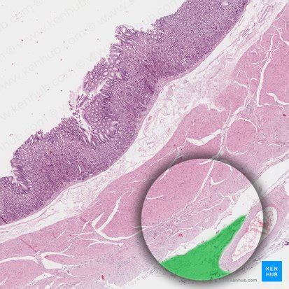 Stomach histology: Mucosa, glands and layers | Kenhub