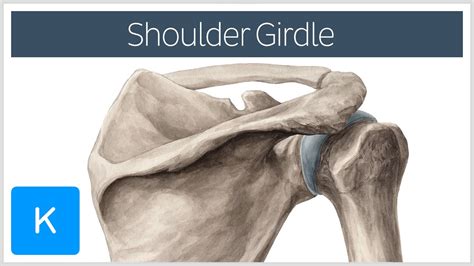 Shoulder (Pectoral) Girdle - Muscles and Movements - Human Anatomy ...