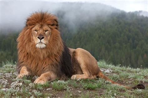 Barbary lion Barbary lion Atlas lion DinoAnimalscom | Wild lion, Lion ...