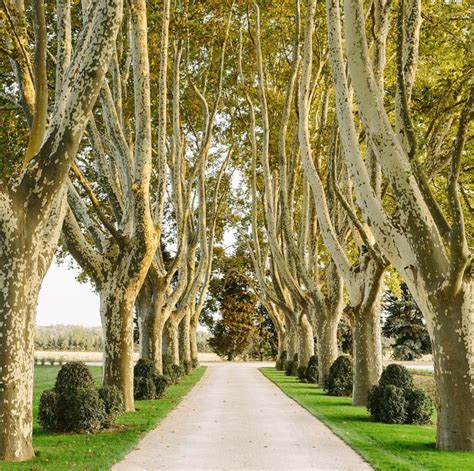 allee-trees-french-countryside - The Glam Pad