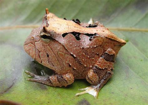 Surinam Horned Frog Facts and Pictures