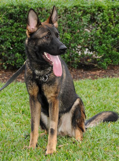 Dual-purpose K-9 Acquired for PBSO