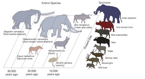 Megafauna extinction on the Indian subcontinent in the Late Quaternary