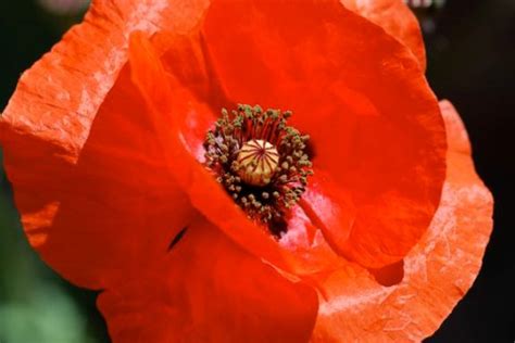 Seed of the Week: Oriental Poppies – Growing With Science Blog