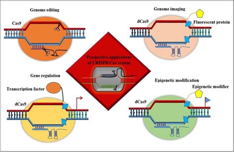 Prospective applications of CRISPR/Cas systems. The diverse prospective ...