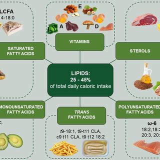 (PDF) Impact of Dietary Lipids on the Reverse Cholesterol Transport: What We Learned from Animal ...