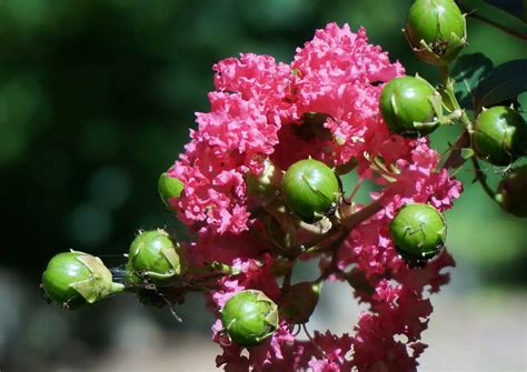 Crape Myrtle Trees for Sale - Buying & Growing Guide - Trees.com