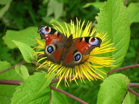 File:Butterfly on the flower.JPG - Wikimedia Commons