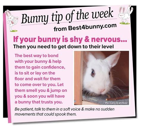 81 best Top bunny tips - Best4bunny images on Pinterest | Bunny bunny, Baby bunnies and Pet rabbit